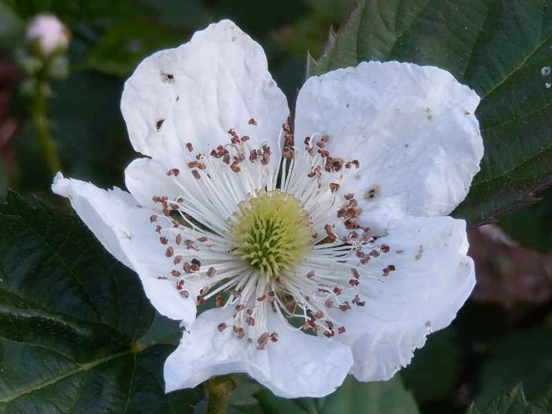 Black berry 'Kiowa' 