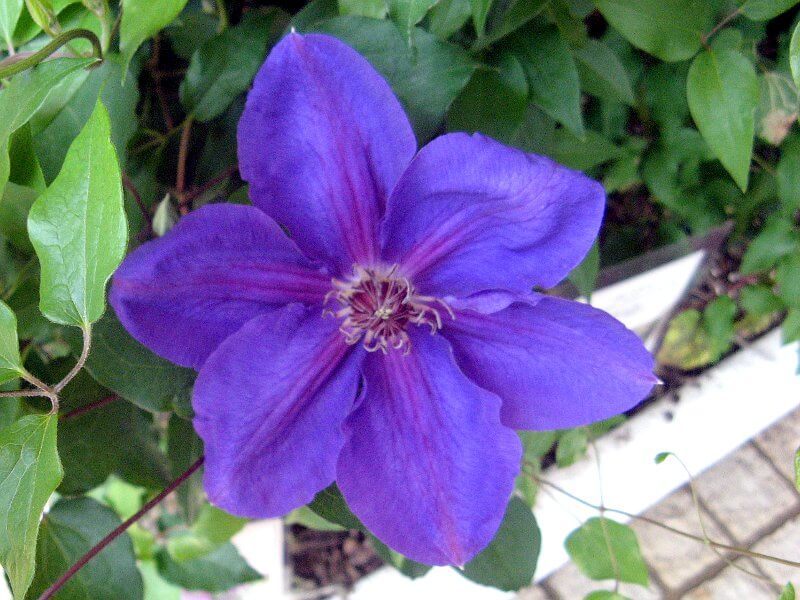 Clematis