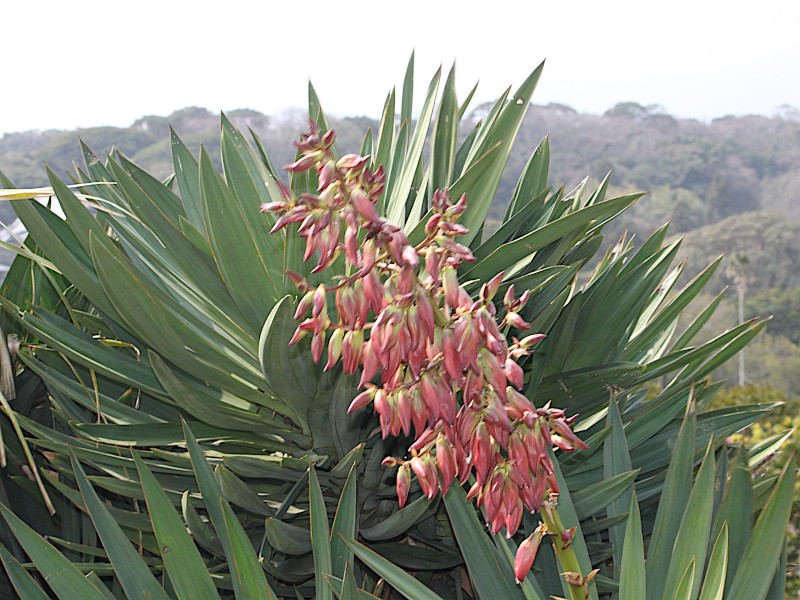 Beschorneria yuccoides