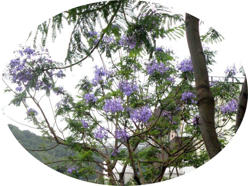 Jacaranda