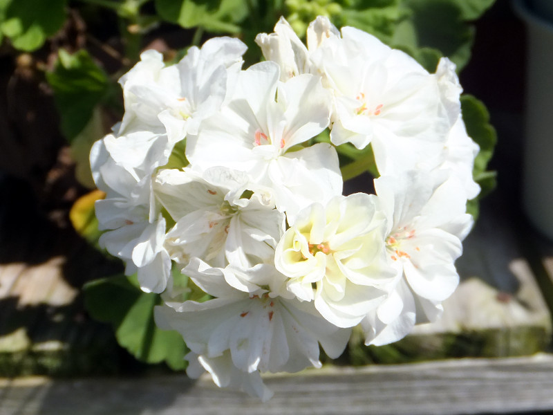 geranium