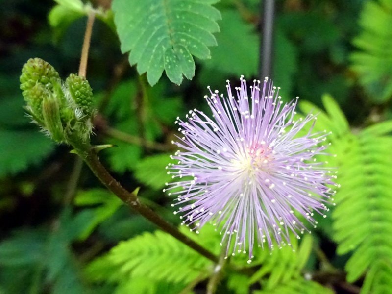 オジギソウ Mimosa Pudica L かぎけん花図鑑