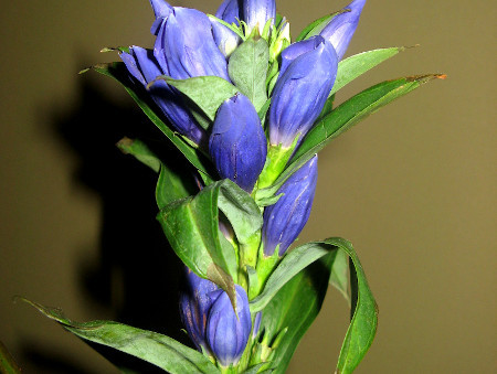 Japanese gentian