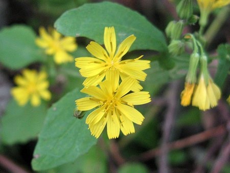 Youngia denticulata