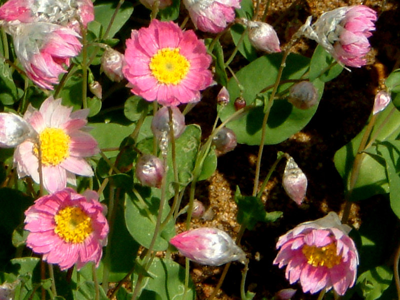 Rhodanthe manglesii