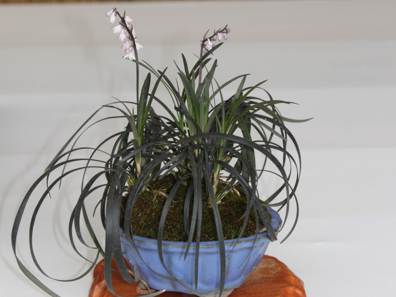 Ophiopogon planiscapus 'Kokuryu'