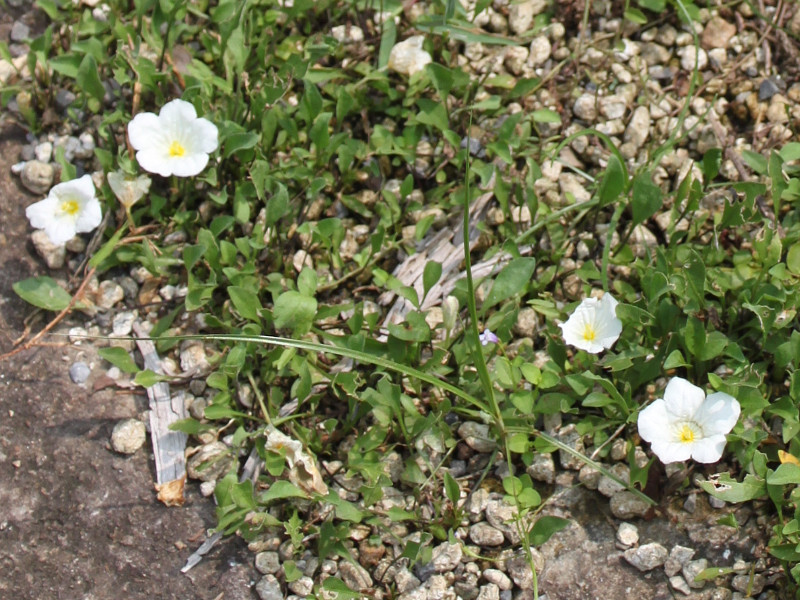 Nierembergia repens