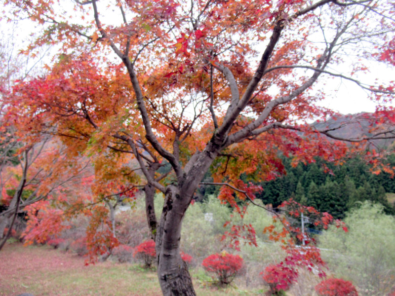 万139. 秋の紅葉　カエデとモミジ