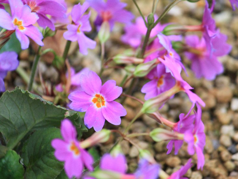 Primula megaseifolia