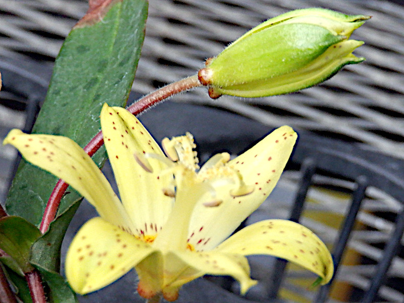 Tricyrtis flave