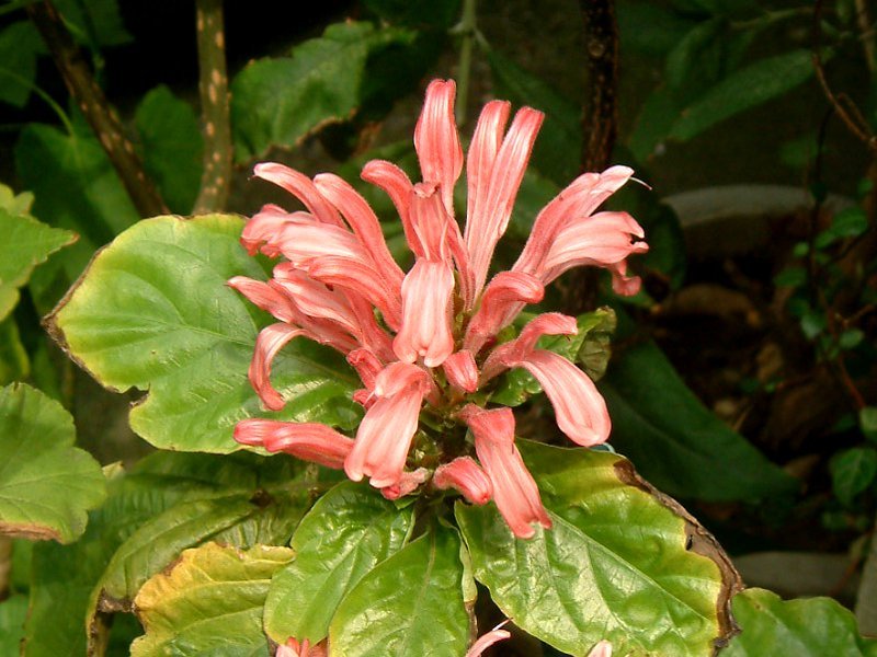 ベルガモット Monarda Didyma かぎけん花図鑑