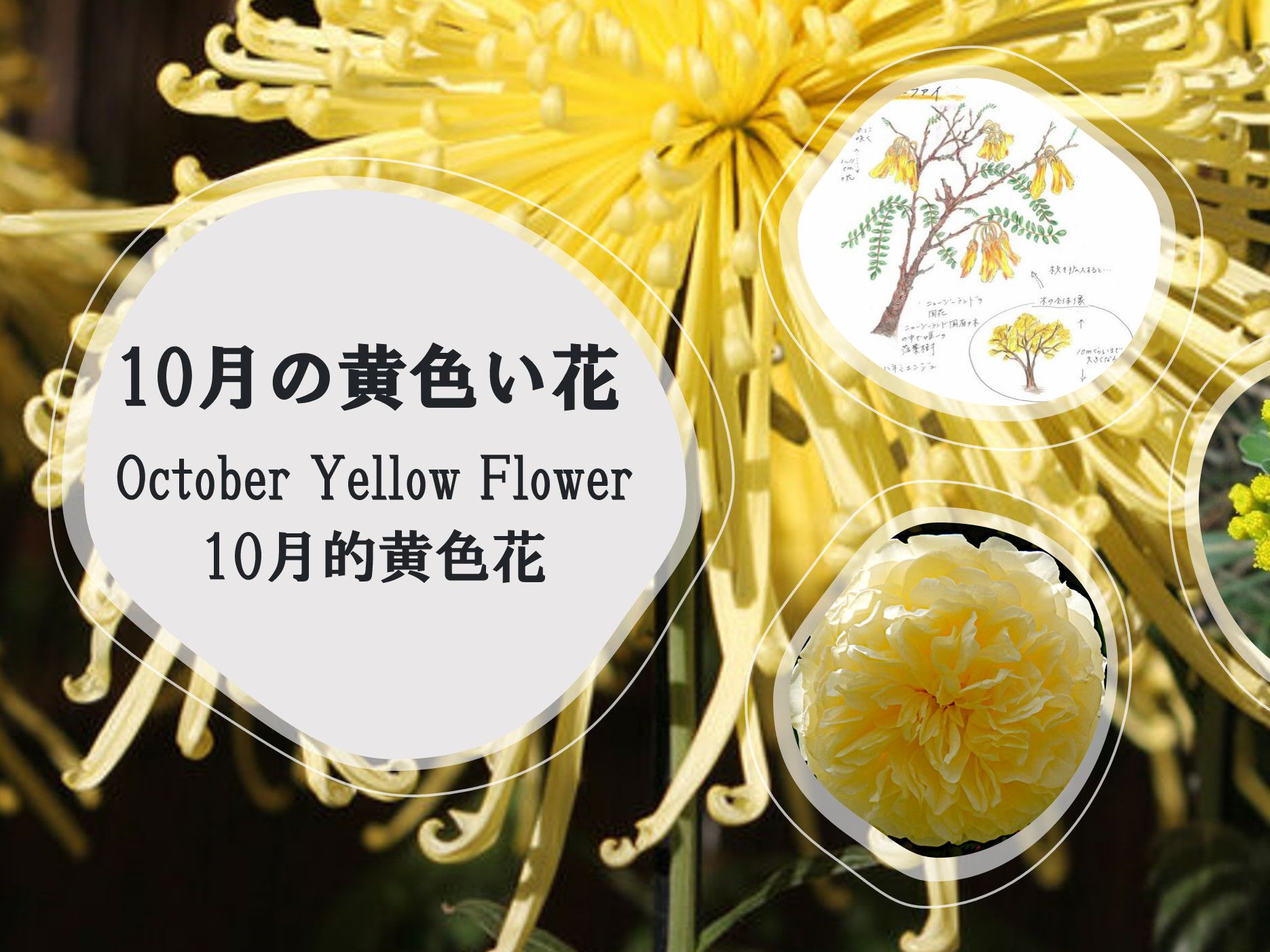 october-yellow-flower