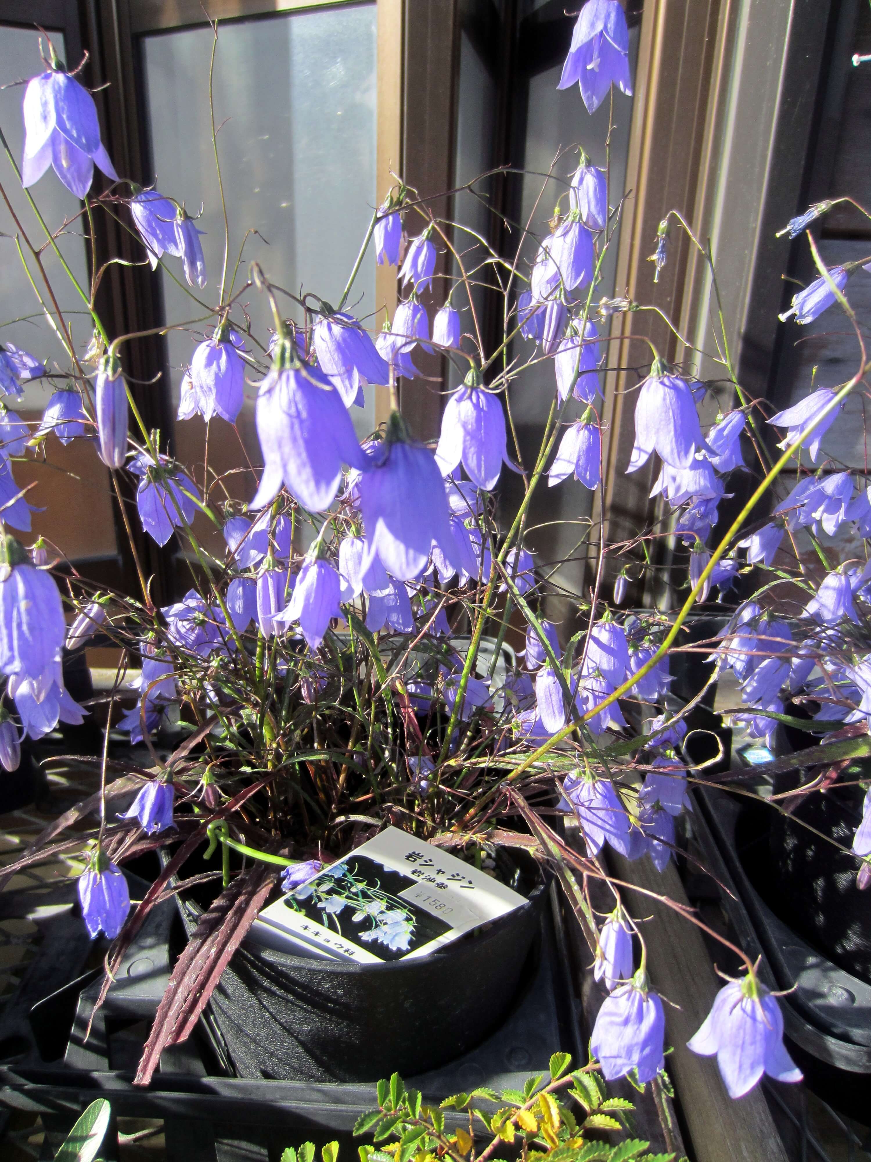10月の青と紫色の花 かぎけん花図鑑