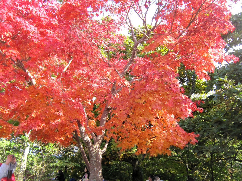 カエデ Acer かぎけん花図鑑