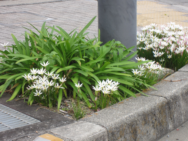 タマスダレ Zephyranthus Candida かぎけん花図鑑