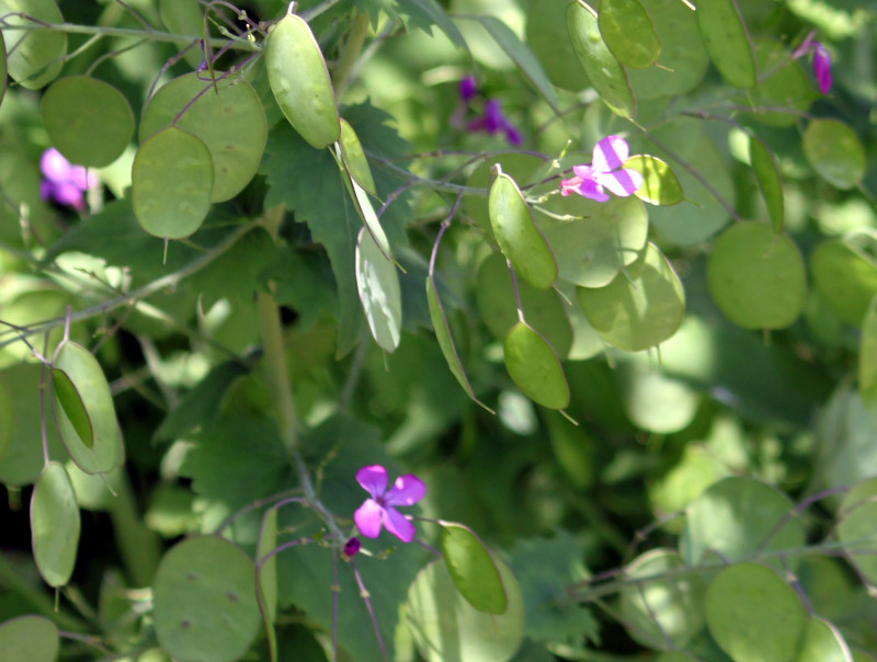 Lunaria annua