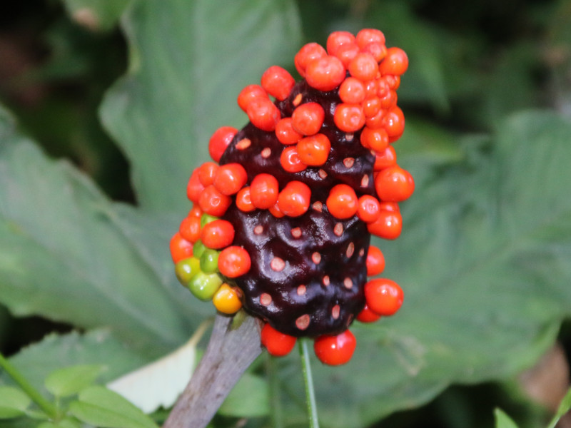 Jack in the pulpit