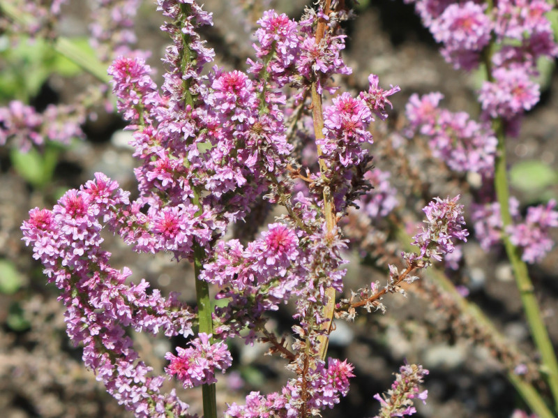 图是索罗补血草 Limonium Suworowii 科技研花图画书