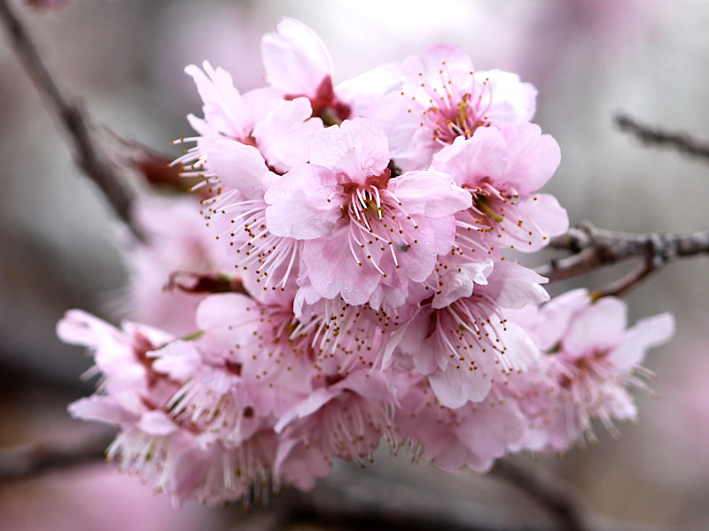 桜  唐橋（カラバシ）