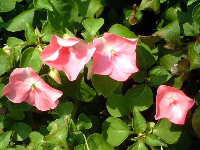 インパチェンス Impatiens Walleriana かぎけん花図鑑