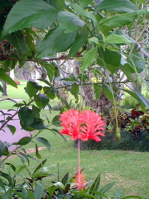 Hibiscus schizopetalus