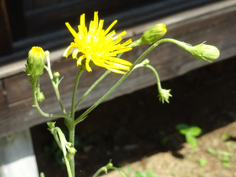 ヤナギタンポポ Hieracium Umbellatum かぎけん花図鑑