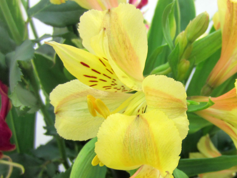 Alstroemeria