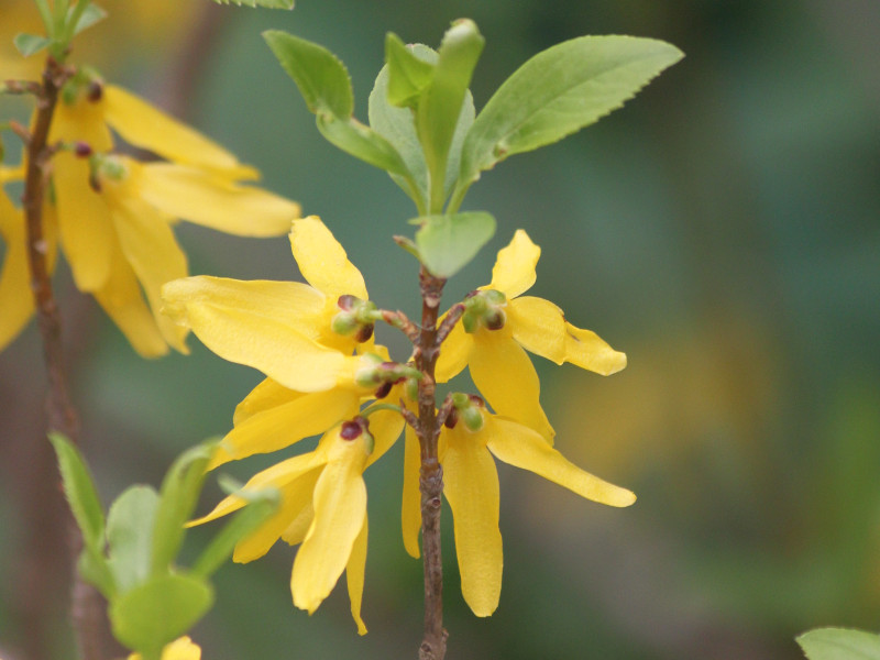  Forsythia suspensa