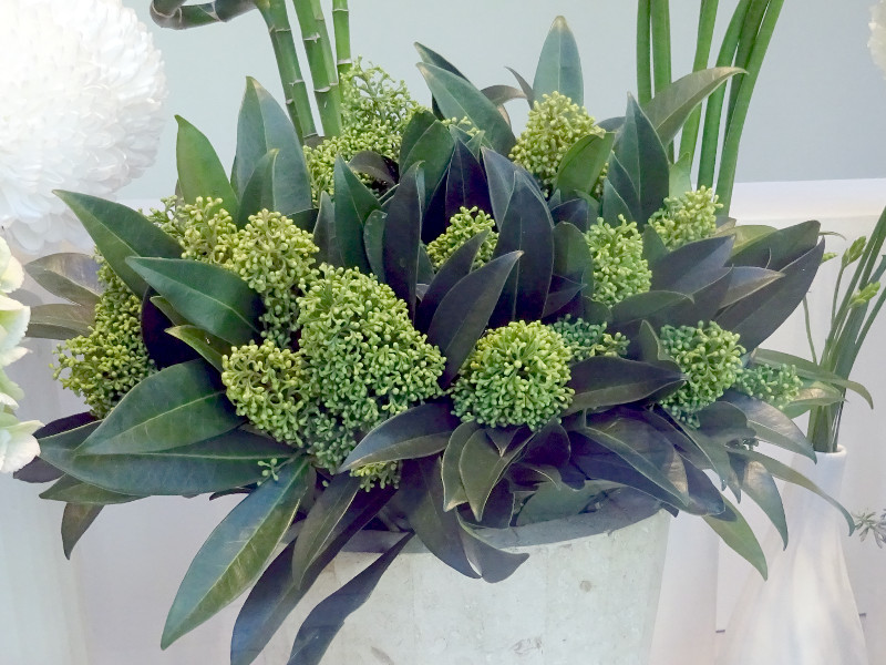 スキミア ホワイトグローブ Skimmia Japonica Cv White Globe かぎけん花図鑑