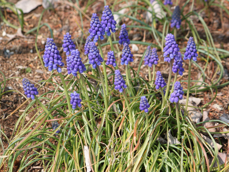 ムスカリ・アルメニアカム | Muscari armeniacum | かぎけん花図鑑