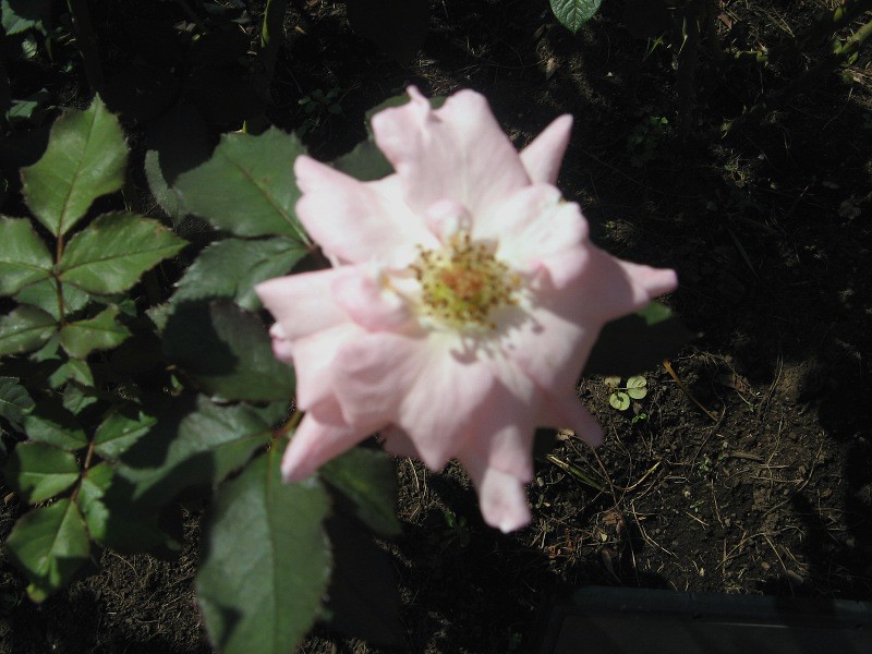 バラ ブライダルピンク Rosaceae Rosa Bridal Pink かぎけん花図鑑