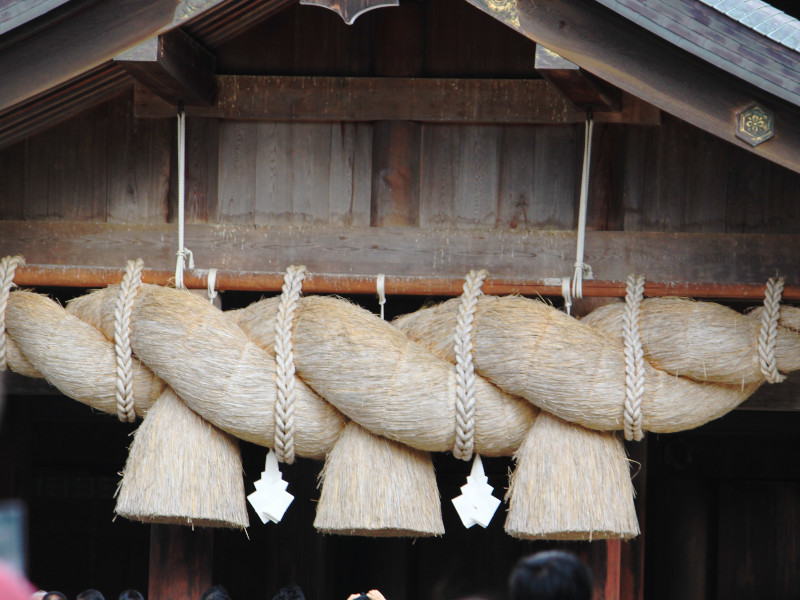 Rice plant