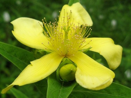 Great St. Johnswort