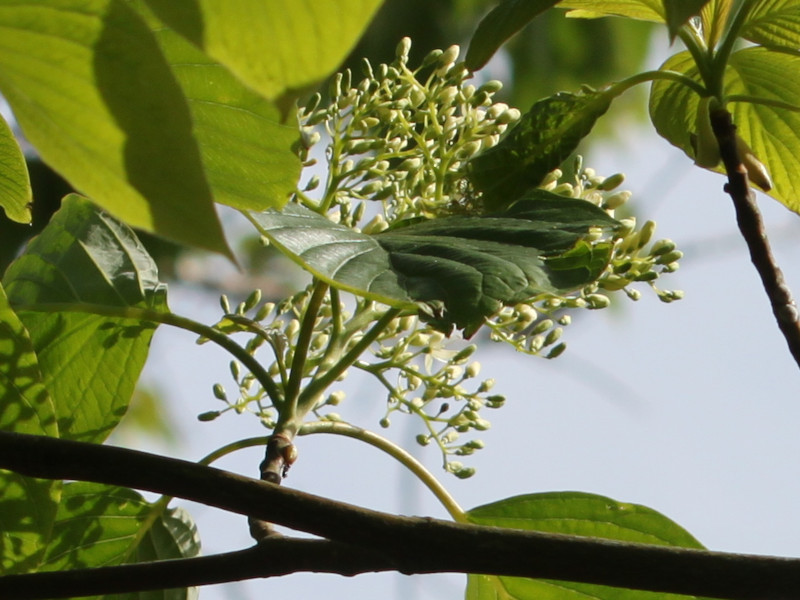 Cornus controversa