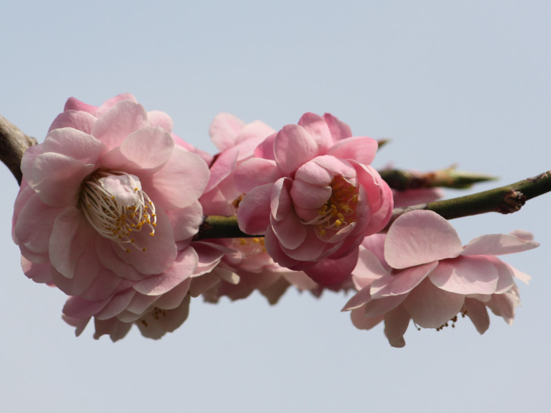 Prunus mume 'Kaicyu houshi'