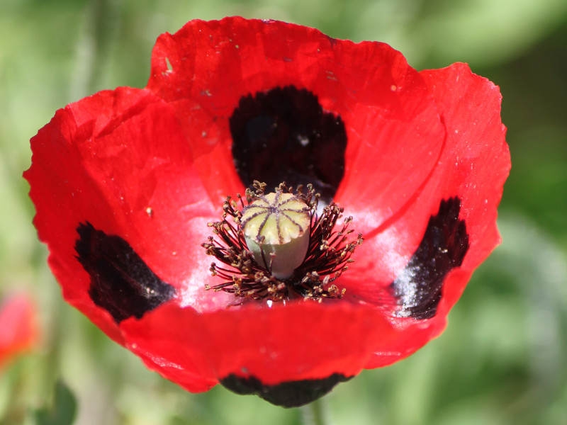 Ladybird Poppy