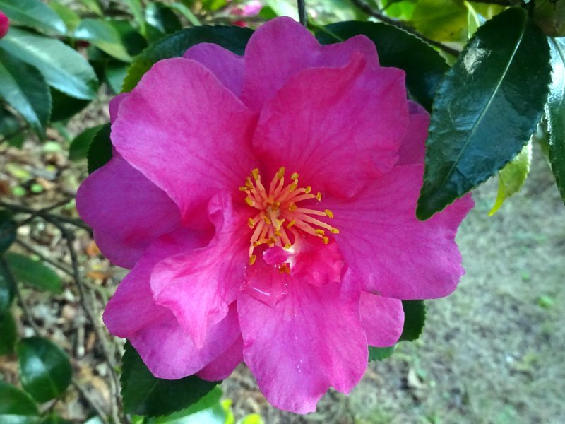 カンツバキ Camellia Sasanqua Shishigashira かぎけん花図鑑