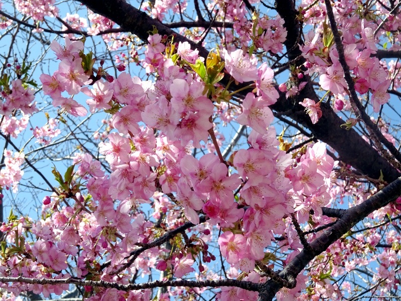 河津桜 | Prunus lannesiana 'kawazu-zakura' | かぎけん花図鑑