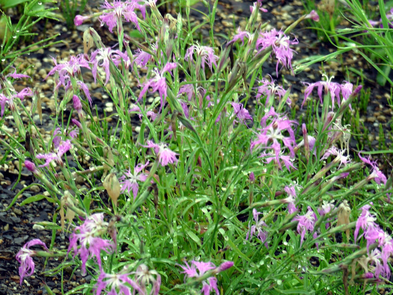 Dianthus speciosus 