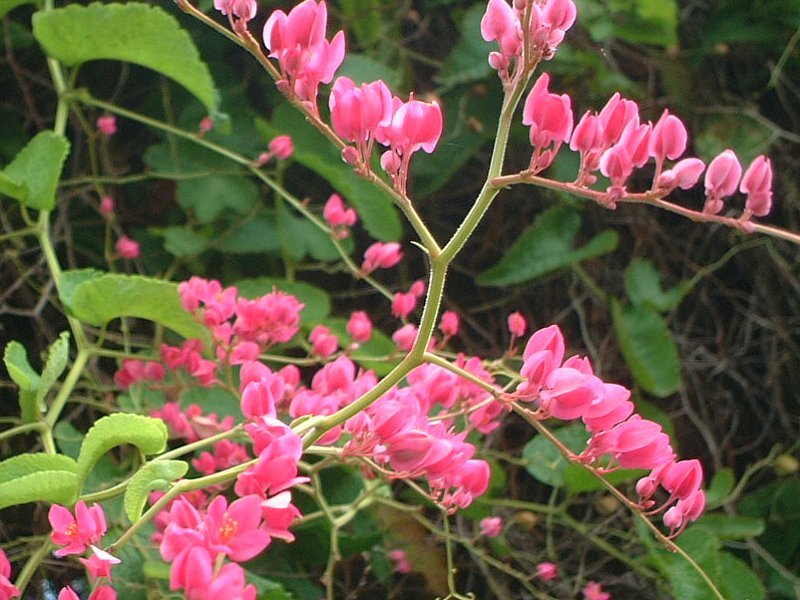 Antigonon leptopus