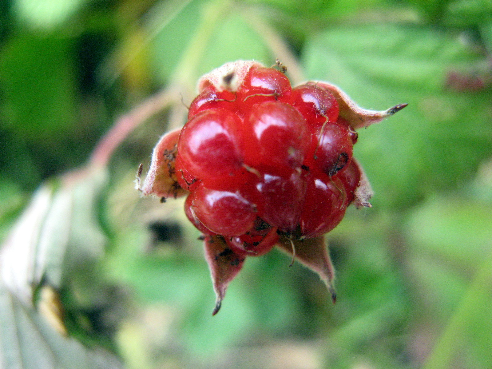 Rubus parvifolius