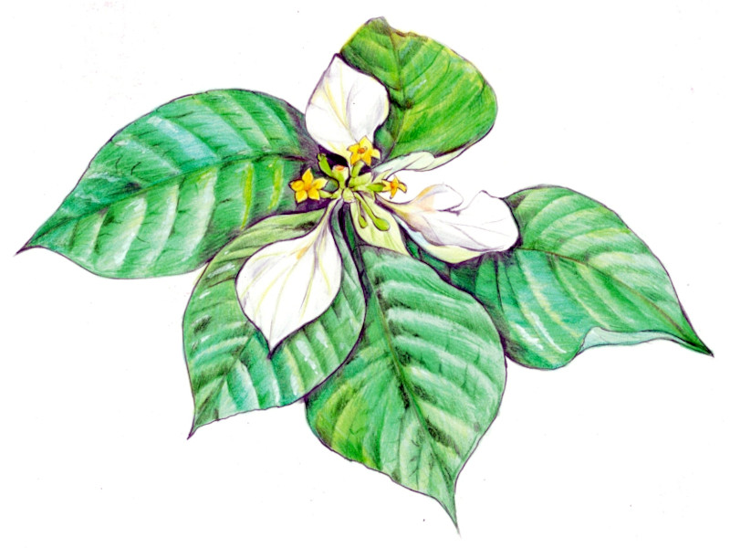 Mussaenda shikokiana