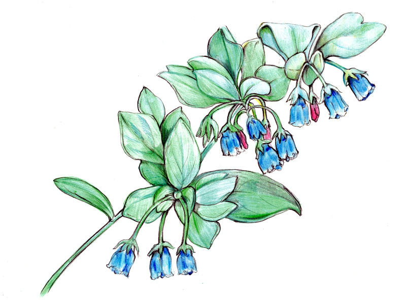 ハマベンケイソウ