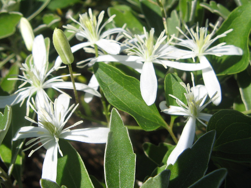 Clematis terniflora