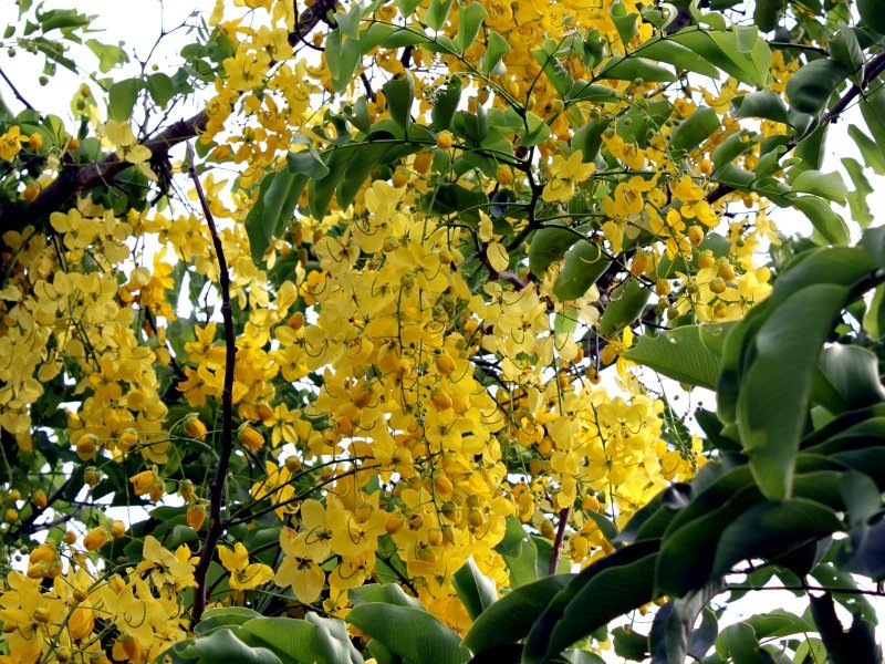 ゴールデンシャワーツリー Cassia Fistula かぎけん花図鑑