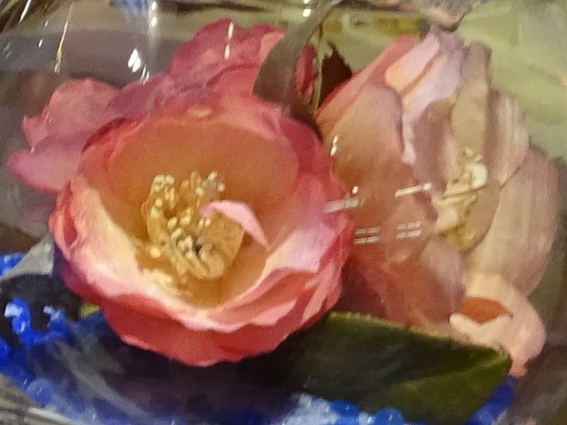 Camellia Syunshoko