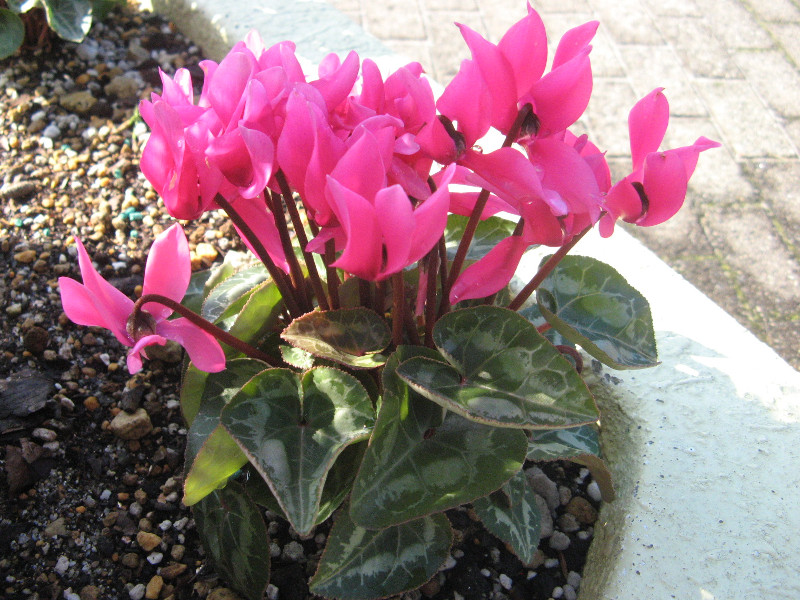 Cyclamen