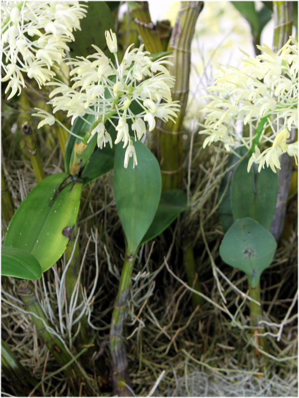 デンドロビウム・スペシオサム | Dendrobium speciosum | かぎけん花図鑑