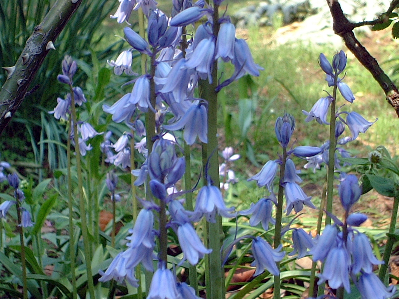 ツリガネズイセン Hyacinthoides Hispanica かぎけん花図鑑