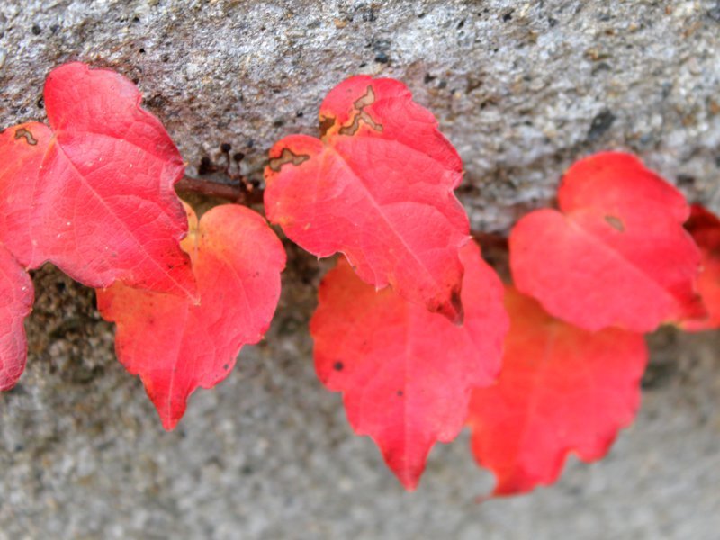 Parthenocissus tricuspidata